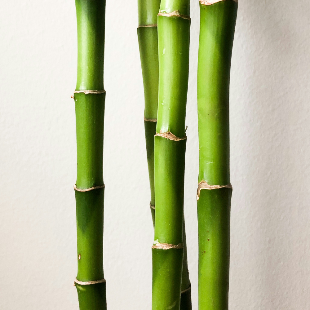 Why Choose Bamboo?