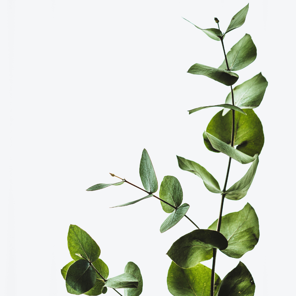 Why Choose Pure Eucalyptus?